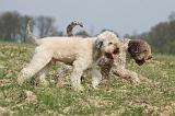 LAGOTTO 074